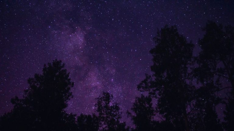 Night Sky In Summer Stars And Milky Way Through Pine Trees